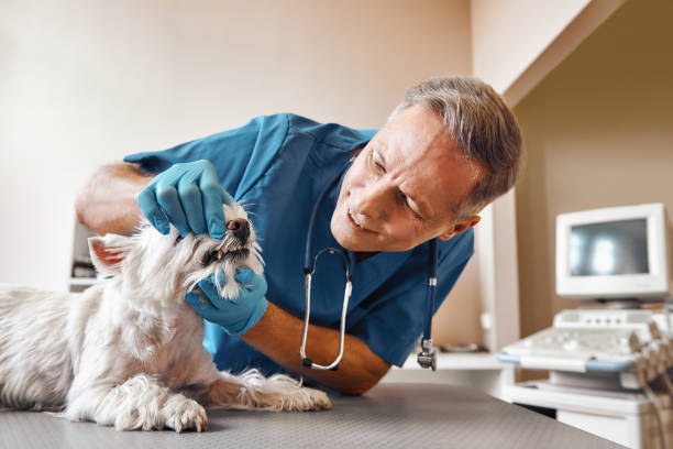 Best Walk-In Emergency Dentist in Seminole Manor, FL